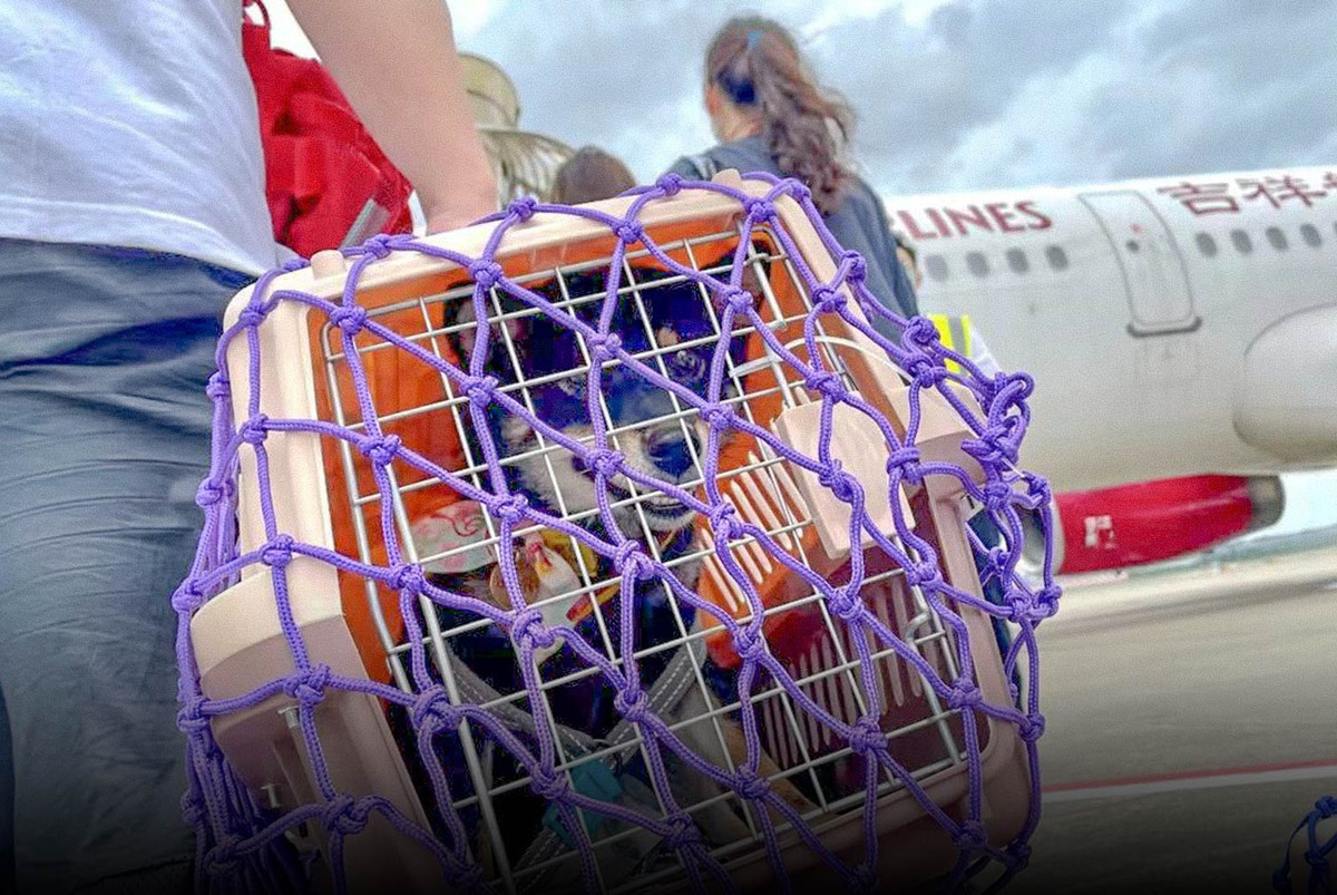 Trao luu dua thu cung di du lich o Trung Quoc-Hinh-3