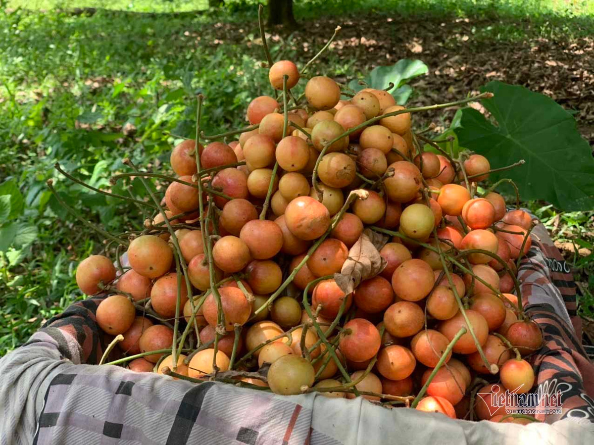 Quả dâu da có giá bán từ 25.000 đến 30.000 đồng/kg.