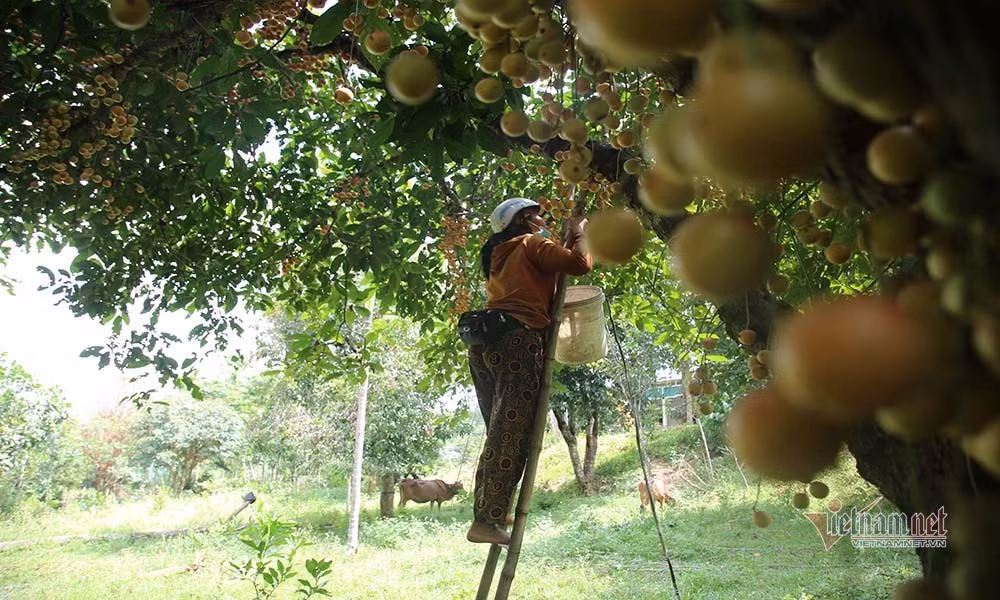 Cây dâu da cổ thụ cao trên 10 mét, người dân thu hoạch quả phải dùng bắc thang