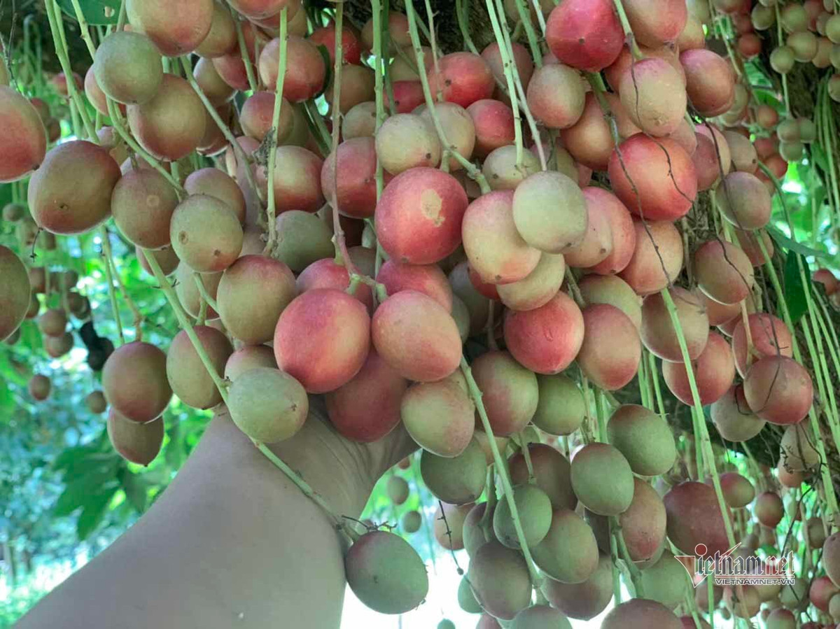 Có cây lại cho ra quả màu đỏ hồng