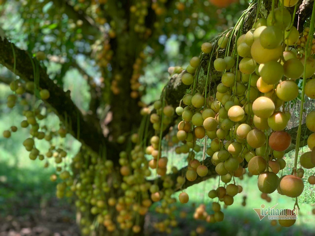 Quả dâu da đã chín, dự kiến sẽ cho thu hoạch trong hai tuần tới