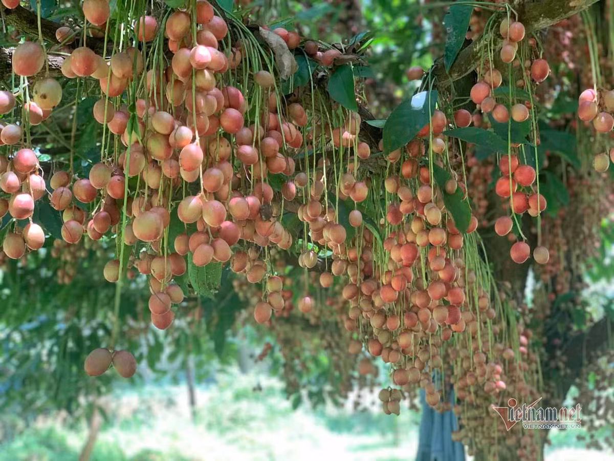 Quả dâu da có vị ngọt thanh. Có cây lại cho ra quả hơi chua