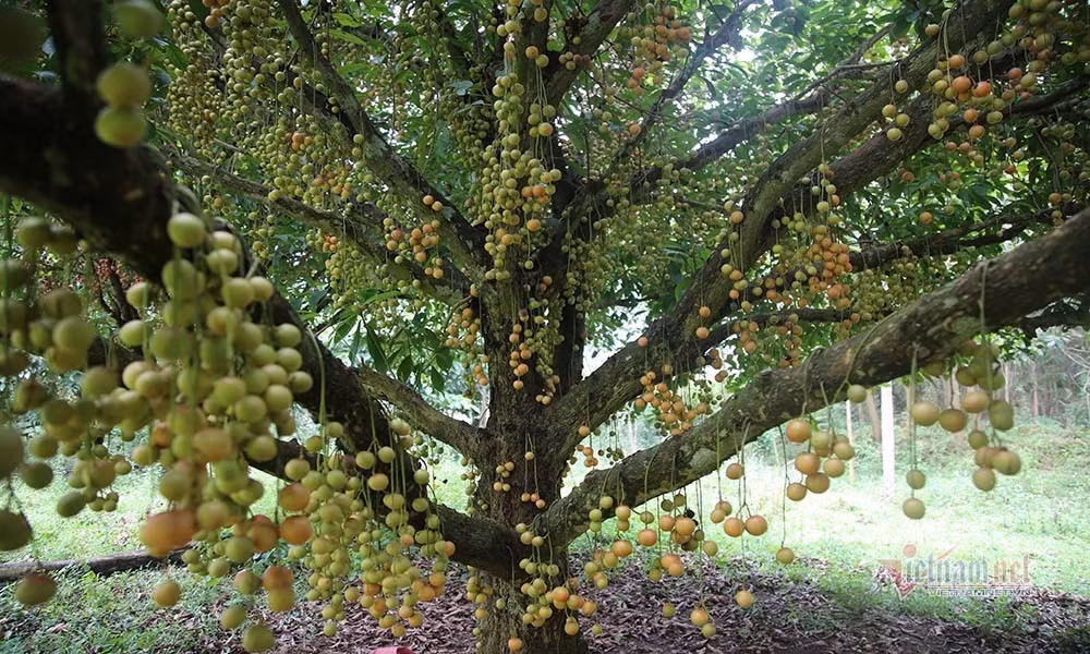 Những cây dâu da cổ thụ, thân gỗ, mọc tự nhiên nên thế cây rất đẹp