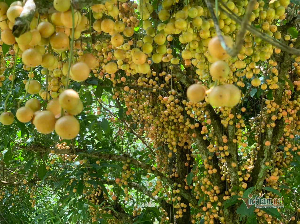 Mỗi cây với hàng nghìn quả, có cây cho quả màu trắng xanh