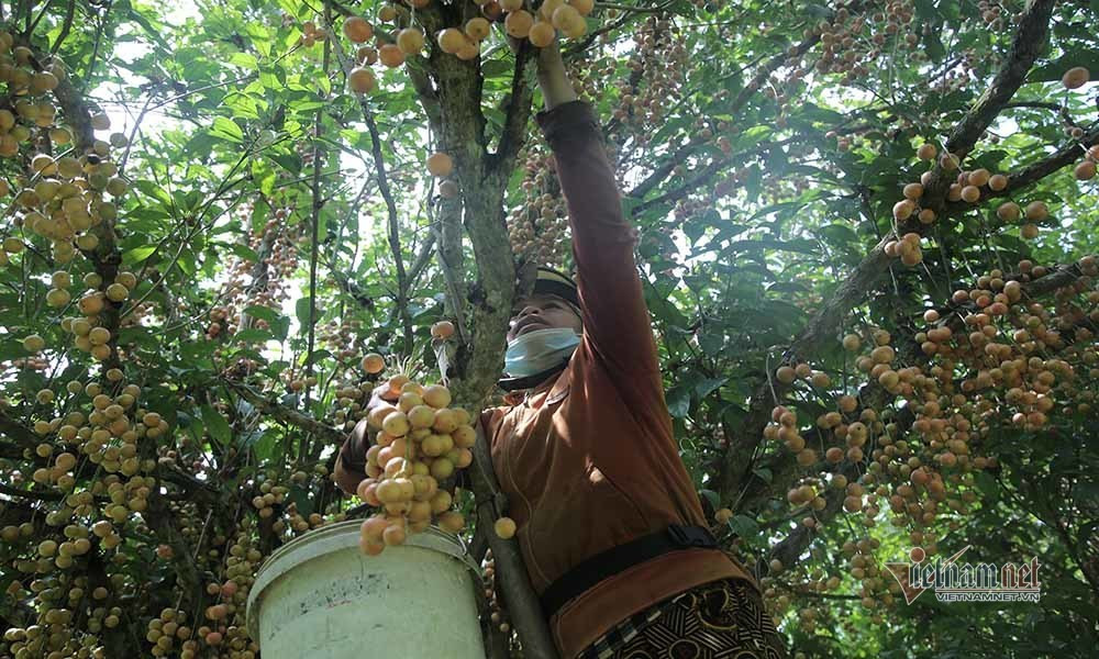 Người dân thu mua dâu da, đưa ra quốc lộ bán cho người đi đường