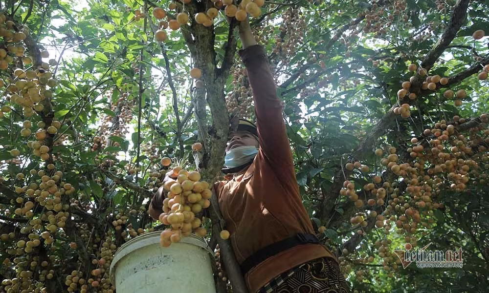 Người dân thu mua dâu da, đưa ra quốc lộ bán cho người đi đường