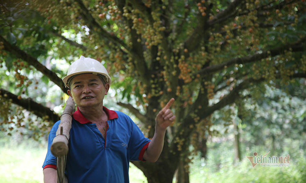 Ông Nguyễn Văn Kỳ (xã Hà Linh, huyện Hương Khê) cho biết, gia đình ông trồng cây dâu da từ năm 1978. Trong vườn có gần 20 gốc cây dâu da, trong đó một số cây đã bán với giá hàng chuc triệu đồng/gốc.