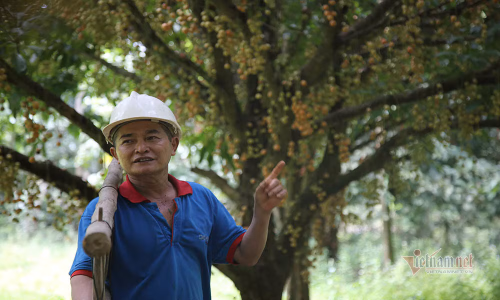 Ông Nguyễn Văn Kỳ (xã Hà Linh, huyện Hương Khê) cho biết, gia đình ông trồng cây dâu da từ năm 1978. Trong vườn có gần 20 gốc cây dâu da, trong đó một số cây đã bán với giá hàng chuc triệu đồng/gốc.