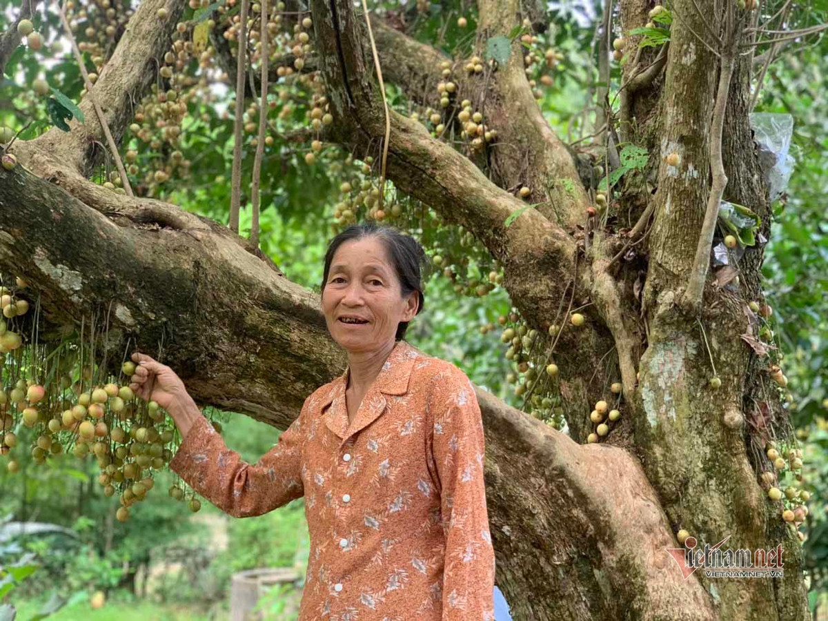 Bà Trần Thị Hòa bên gốc cây dâu da cổ thụ của gia đình