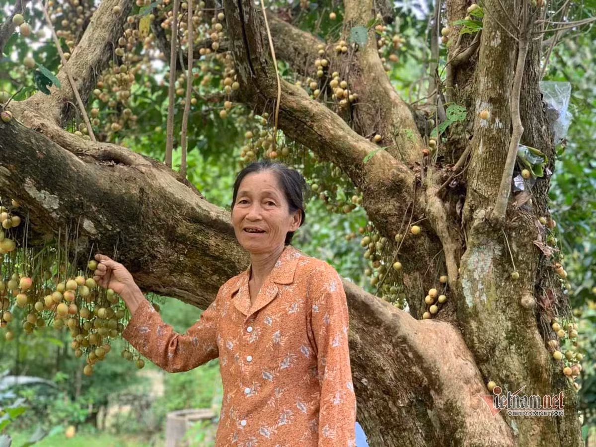 Bà Trần Thị Hòa bên gốc cây dâu da cổ thụ của gia đình