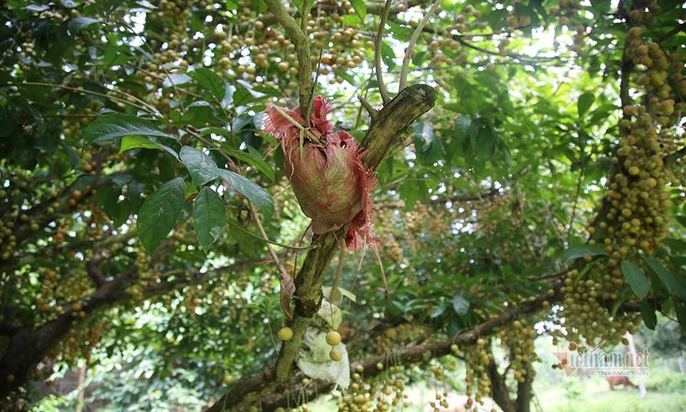 Người dân chiết cành, để trồng cây mới