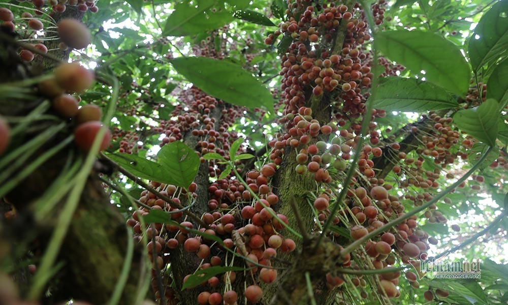 Quả mọc tua tủa từ thân cây tới tận ngọn
