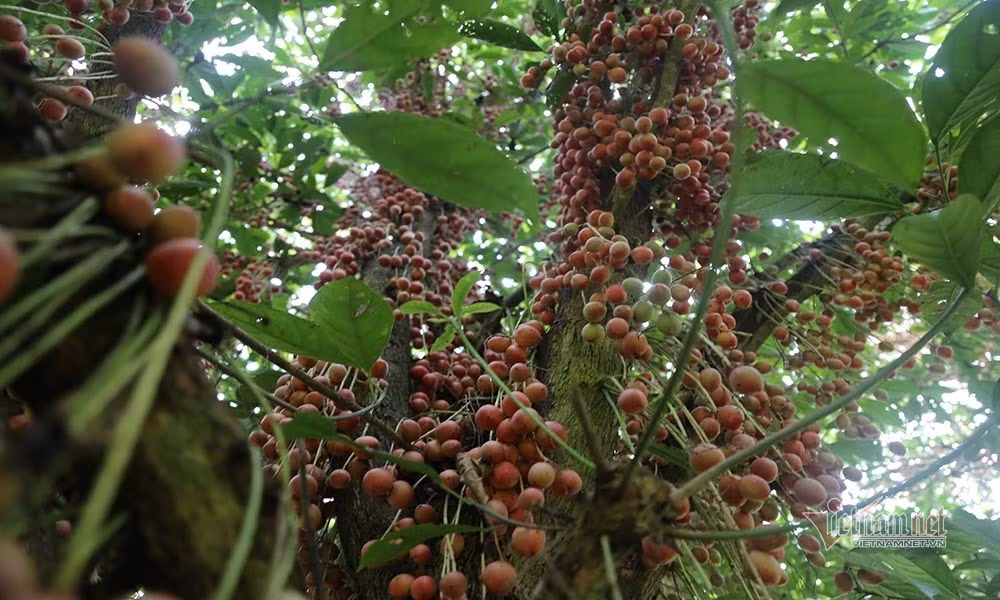 Quả mọc tua tủa từ thân cây tới tận ngọn