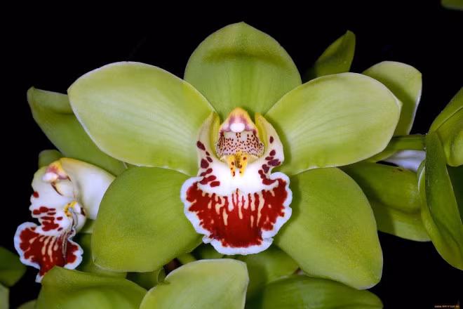 Nghich ly choi lan: Noi ban tien ty, noi vut bo vi khong ai mua-Hinh-2