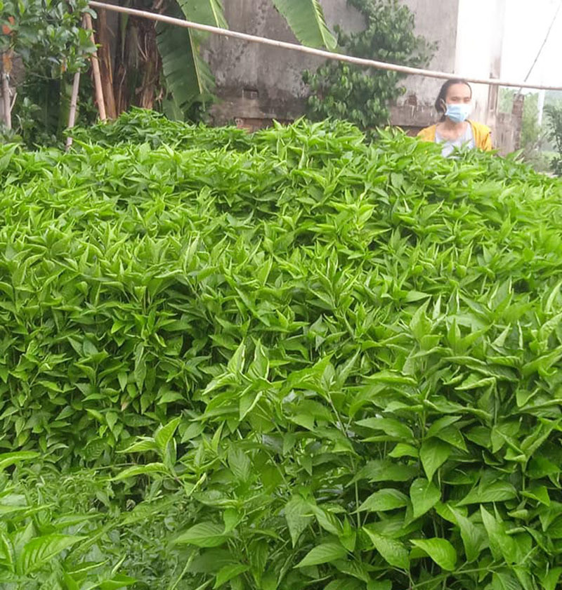 "Vua" sầu riêng , quất ngọt Đài Loan rẻ chưa từng thấy ở Việt Nam ảnh 4