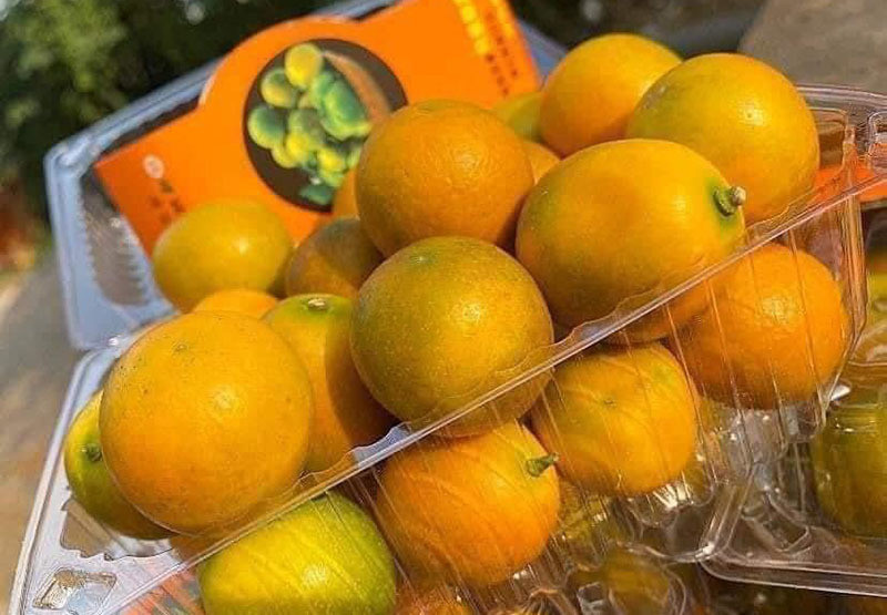 "Vua" sầu riêng , quất ngọt Đài Loan rẻ chưa từng thấy ở Việt Nam ảnh 1