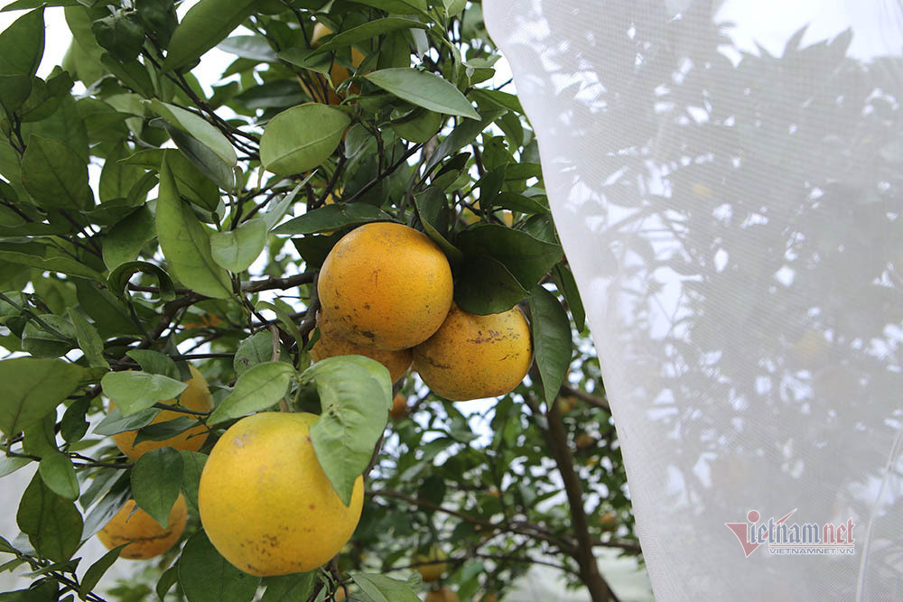 "Vua" sầu riêng , quất ngọt Đài Loan rẻ chưa từng thấy ở Việt Nam ảnh 3