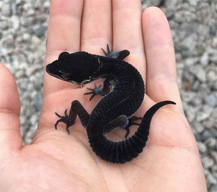 Tắc kè nhung đen.