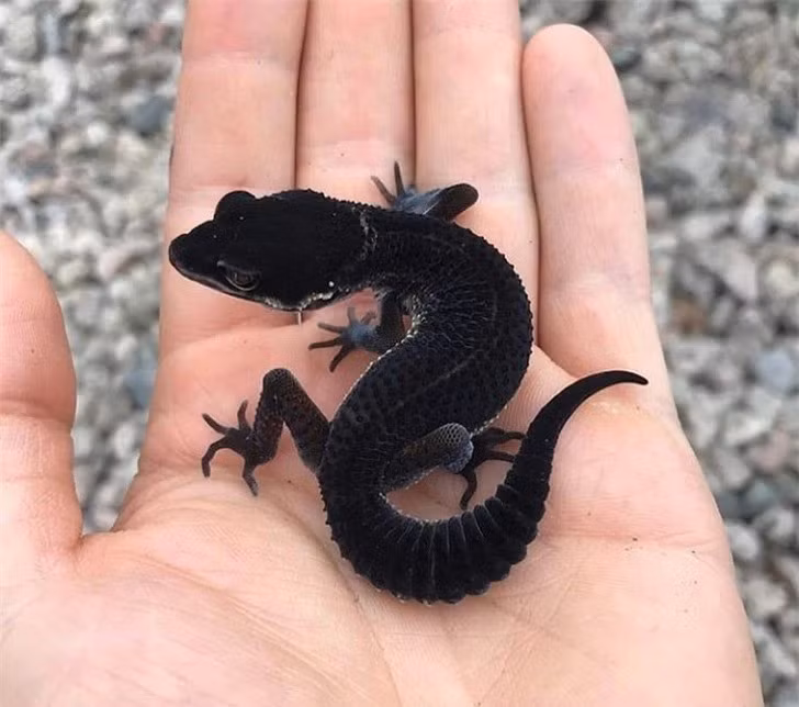 Tắc kè nhung đen.