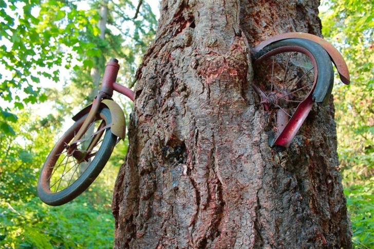 Một chiếc xe đạp bị cây nuốt chửng từ lâu.