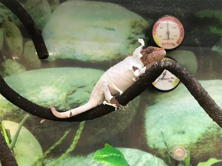 Tắc kè hoa lột da trông như đang mặc đồ ngủ.