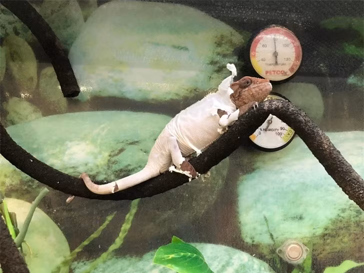 Tắc kè hoa lột da trông như đang mặc đồ ngủ.