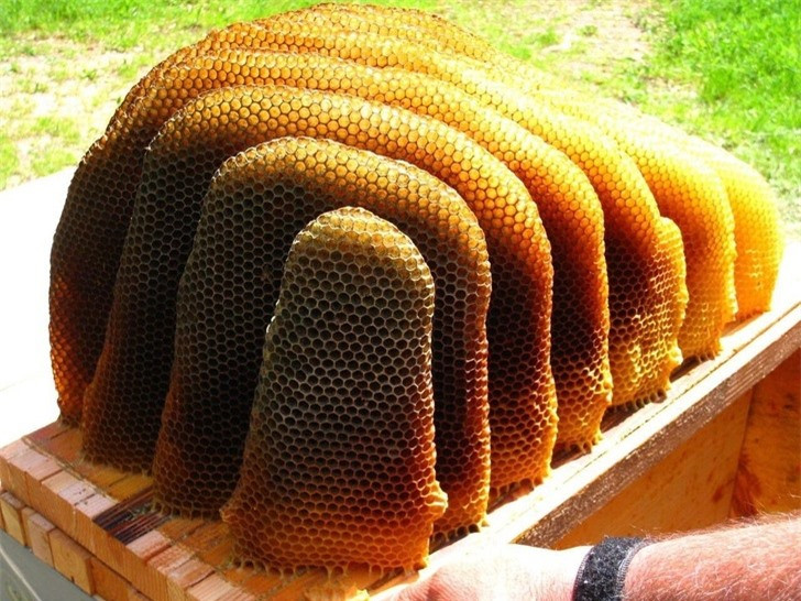 Một tổ ong hoàn hảo.