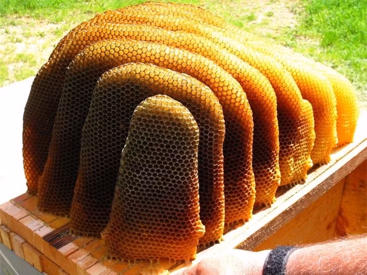 Một tổ ong hoàn hảo.