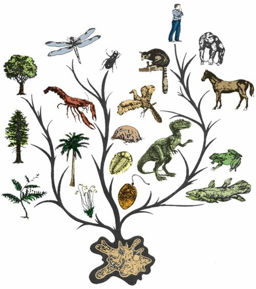 Tại sao sự tiến hóa làm cho sinh vật thông minh hơn? Tai sao su tien hoa lam cho sinh vat thong minh hon?