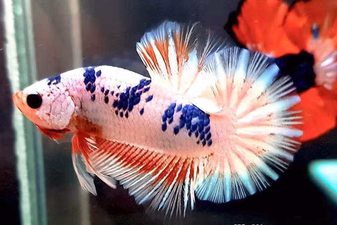 Chong bo ra so tien ngang mua cai xe may de ruoc con ca be teo