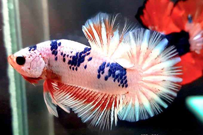 Chồng bỏ ra số tiền ngang mua cái xe máy để rước con cá bé tẹo Chong bo ra so tien ngang mua cai xe may de ruoc con ca be teo