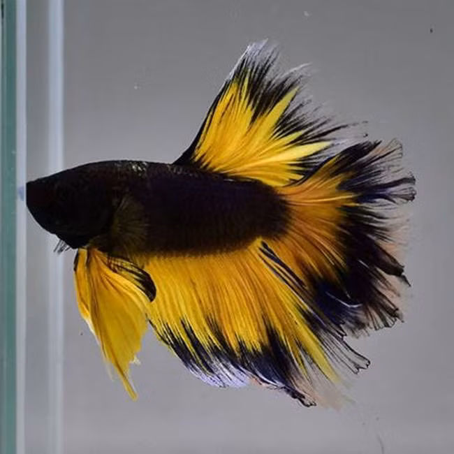 Cá Betta rất dễ sống, nhưng tỷ lệ cá đẹp chỉ chiếm chưa đến 10%. Bởi vậy, đa phần những người chơi cá Betta luôn có những hồ ương cá con đến hàng ngàn con để tuyển cá. Khoảng 3 tháng tuổi mới bắt đầu chọn cá để cho vào những bể kính nhỏ mà dân nuôi cá Betta gọi là "lên keo", chăm chút để cho cá bung phom, lên màu, từ đó chọn những con đẹp nhất để đem đi thi diễn, đem lại niềm tự hào cho chủ nhân.