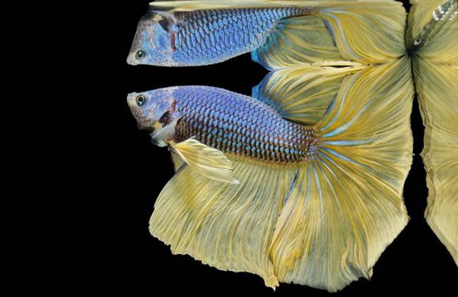 Ở Việt Nam, một con cá Betta đẹp có giá đến vài triệu đồng. Cá biệt, ở Việt Nam có những con được bán với giá gần 50 triệu đồng. Muốn có cá đẹp, người chơi phải bỏ tiền mua con giống về để lai tạo. Thú vị nhất khi nuôi cá Betta là người chơi có thể tuyển lựa cá giống, lai tạo để cho ra những con cá đẹp sao cho có hình dáng cân đối, màu sắc rực rỡ và hài hòa. Quá trình ép cá đẻ, cho cá ấp trứng nở thành cá bột, rồi nuôi lớn, tuyển chọn… đem lại rất nhiều cảm xúc thú vị cho người chơi