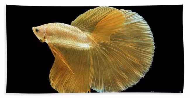 Cá Betta rất dễ nuôi, thức ăn chủ yếu là trùn huyết, bo bo, trùn chỉ, lăng quăng. Người mới tập chơi có thể chọn con cá vài chục ngàn đồng để lấy niềm vui. Tuy nhiên, để trở thành người chơi chuyên nghiệp cũng lắm công phu.