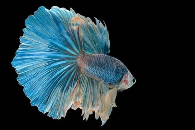 Anh Nguyễn Văn Thanh (Trần Khát Chân, Hà Nội) là một người đam mê cá cảnh, đặc biệt là cá Betta. Anh cho hay, mỗi một con cá đối với họ đều là một gia sản to lớn, khi đi xa là nhớ, ở gần lại chỉ muốn ngắm mãi. Đã có những lúc vì cuộc sống và công việc anh đã lựa chọn bỏ thú chơi này, nhưng nhìn bạn bè chia sẻ, bàn luận về cá, anh lại thấy người nóng bừng lên, lại muốn sưu tầm, lại muốn chăm chút và sở hữu những chú cá bé nhỏ.