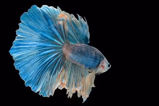 Anh Nguyễn Văn Thanh (Trần Khát Chân, Hà Nội) là một người đam mê cá cảnh, đặc biệt là cá Betta. Anh cho hay, mỗi một con cá đối với họ đều là một gia sản to lớn, khi đi xa là nhớ, ở gần lại chỉ muốn ngắm mãi. Đã có những lúc vì cuộc sống và công việc anh đã lựa chọn bỏ thú chơi này, nhưng nhìn bạn bè chia sẻ, bàn luận về cá, anh lại thấy người nóng bừng lên, lại muốn sưu tầm, lại muốn chăm chút và sở hữu những chú cá bé nhỏ.