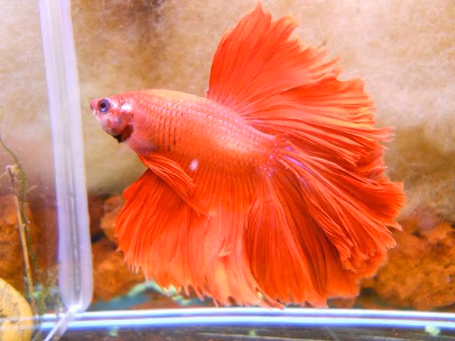 Dạo qua một vòng chợ online có thể thấy rất nhiều người rao bán loại cá này với giá dao động 20.000 đồng đến 70.000 đồng/con. Tuy nhiên, cũng có những con đặc biệt giá lên đến cả nghìn USD.