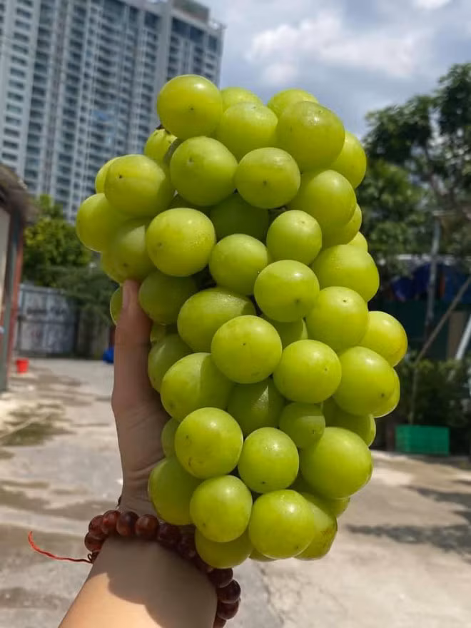 Nho sua Trung Quoc dang vao mua, gia nhap ve re thu hut nguoi mua-Hinh-7