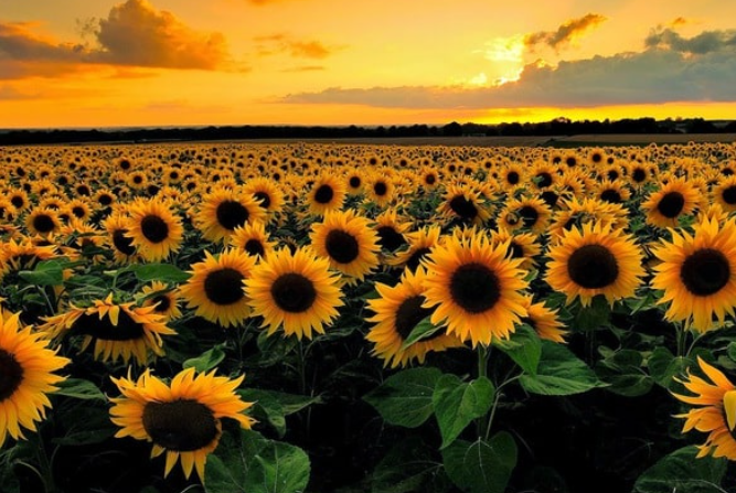 Tieu tam bi tra hoi: Chi vo yeu cau khai ki ca chuyen ai an