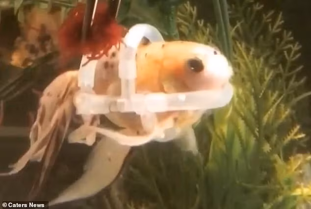 Chu ca duy nhat tren the gioi phai mac ao phao de boi