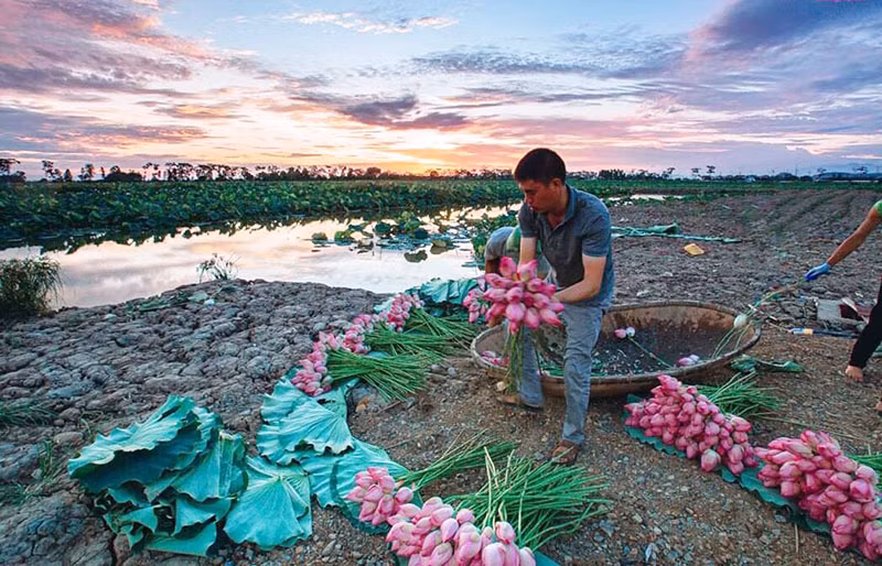 Ky luc trieu bong hoa sen cua anh nong dan Ha Noi-Hinh-2