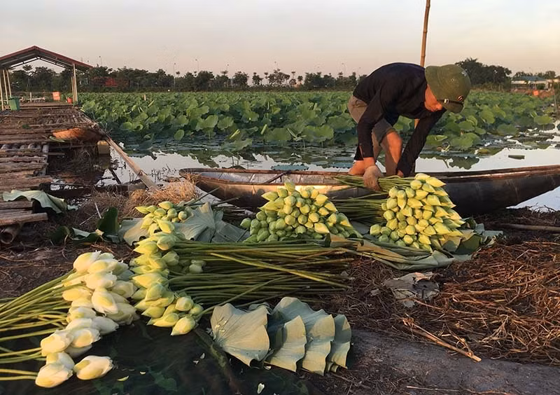 Ky luc trieu bong hoa sen cua anh nong dan Ha Noi-Hinh-4