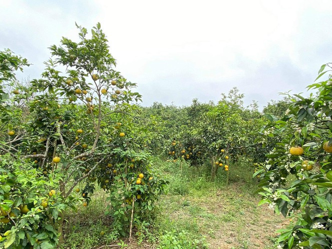 Dac san Nghe An ban re nhu cho van khong ai mua