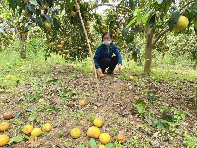 Đặc sản Nghệ An bán rẻ như cho vẫn không ai mua - Hình 4 Dac san Nghe An ban re nhu cho van khong ai mua-Hinh-4