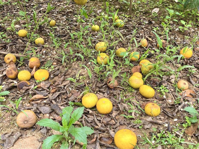 Dac san Nghe An ban re nhu cho van khong ai mua-Hinh-3