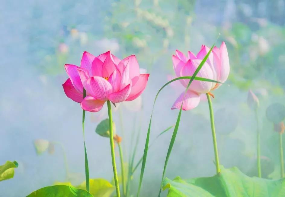 Tu cuoi thang 9/2021: 3 con giap “mua thuan gio hoa”, lam gi cung phat-Hinh-2