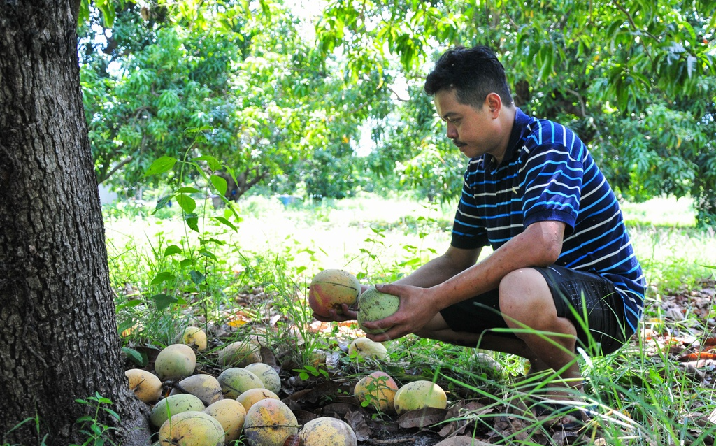 Xoài Úc rớt giá khủng khiếp: Chỉ 2.000-3.000 đồng/kg Xoai Uc rot gia khung khiep: Chi 2.000-3.000 dong/kg