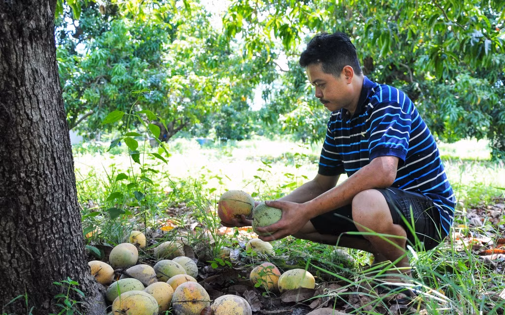 Xoai Uc rot gia khung khiep: Chi 2.000-3.000 dong/kg