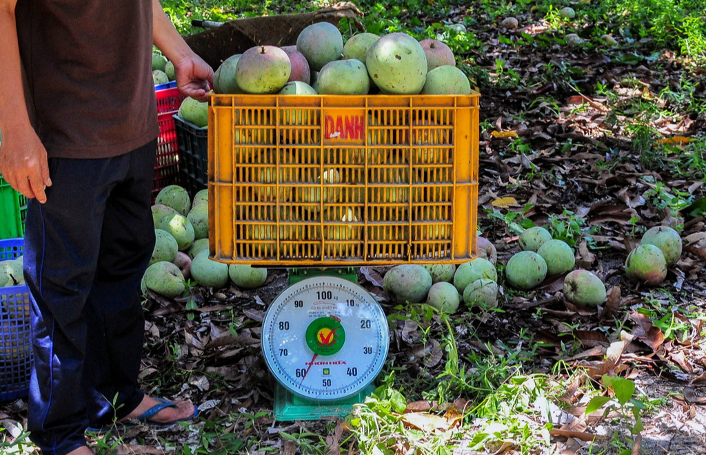 Xoài Úc rớt giá khủng khiếp: Chỉ 2.000-3.000 đồng/kg - Hình 4 Xoai Uc rot gia khung khiep: Chi 2.000-3.000 dong/kg-Hinh-4