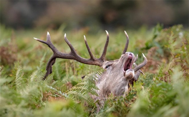 Chú hươu đực làm đỏm với "tóc giả" bằng lá cây - Hình 2 Chu huou duc lam dom voi